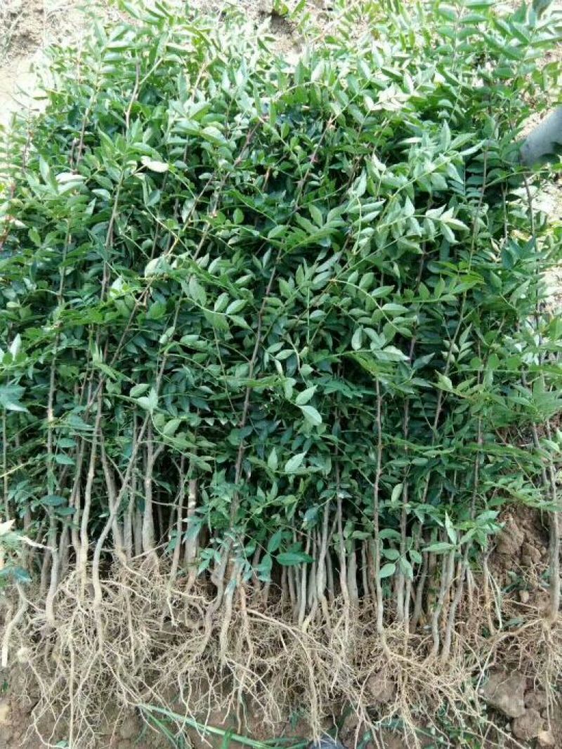 大量供应优质大红袍花椒苗无刺花椒苗，狮子头花椒苗