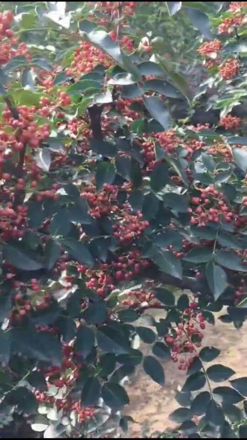 大量供应优质大红袍花椒苗无刺花椒苗，狮子头花椒苗