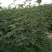 大量供应优质大红袍花椒苗无刺花椒苗，狮子头花椒苗