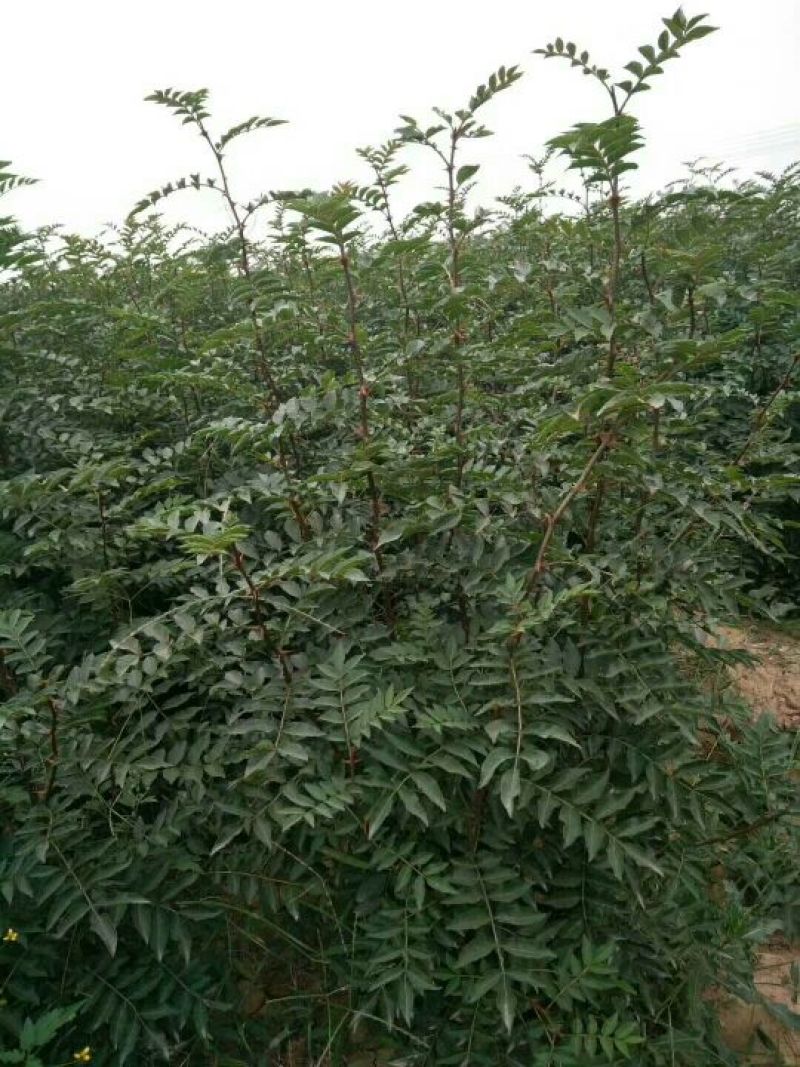 大量供应优质大红袍花椒苗无刺花椒苗，狮子头花椒苗