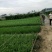 韮苔30cm以上