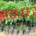 番荔枝苗30~50cm