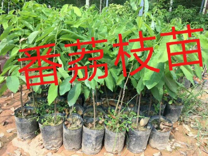 番荔枝苗30~50cm
