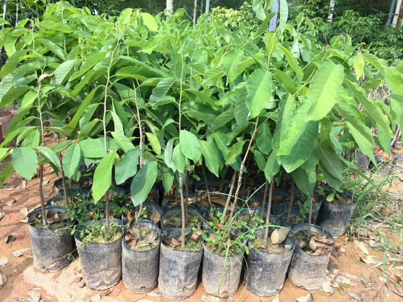 番荔枝苗30~50cm