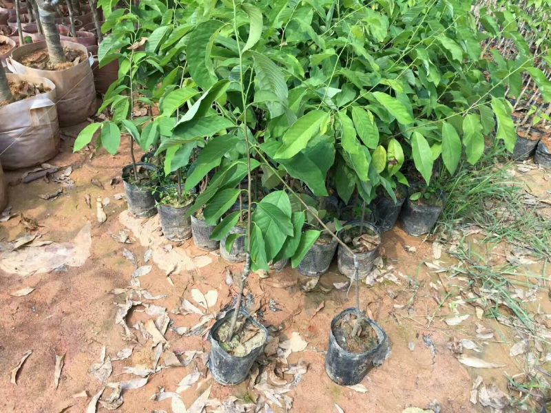 番荔枝苗30~50cm