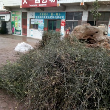 1.2米枳壳苗价格大枳壳树苗，铁绿篱围帐