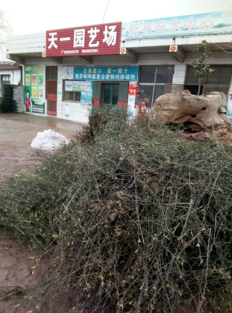 1.2米枳壳苗价格大枳壳树苗，铁绿篱围帐