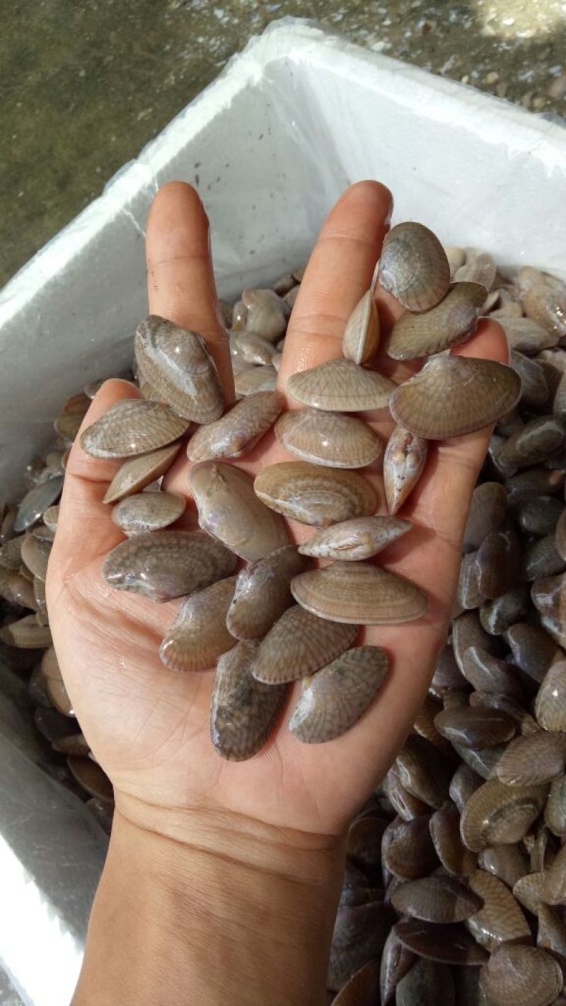 花蛤杂色蛤食用鲜活