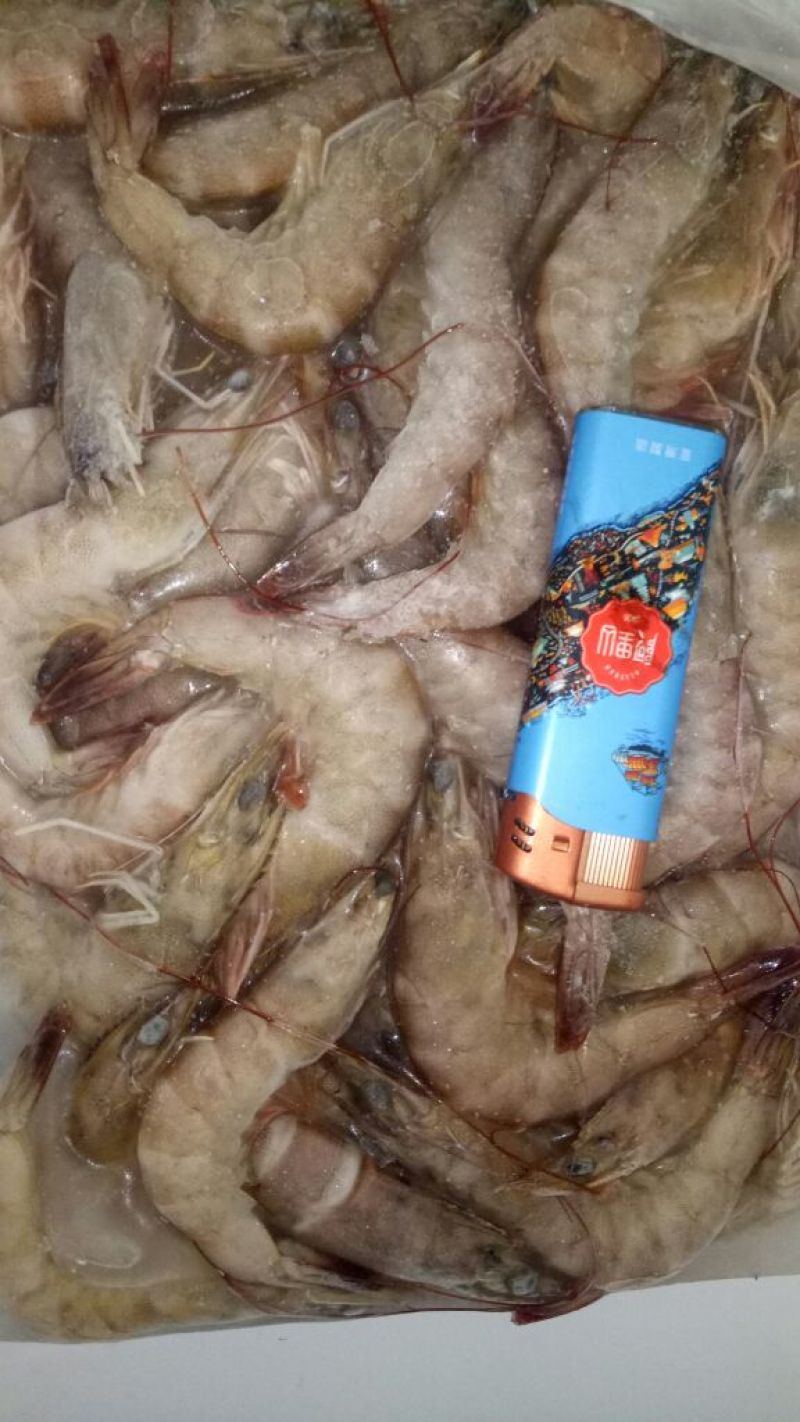 南美白对虾食用活虾