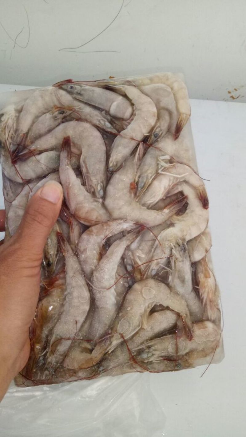 南美白对虾食用活虾