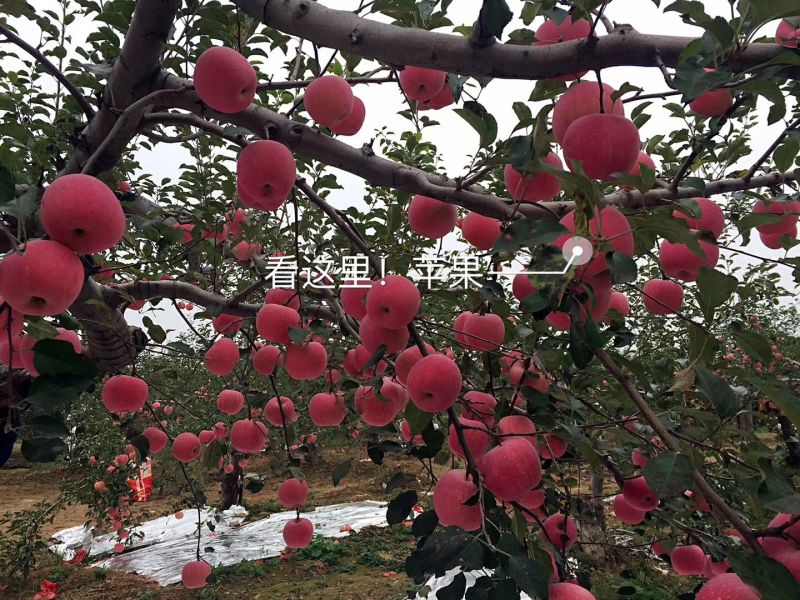 陕西红富士产地直发，货源充足，价格优惠，欢迎客商来电咨询