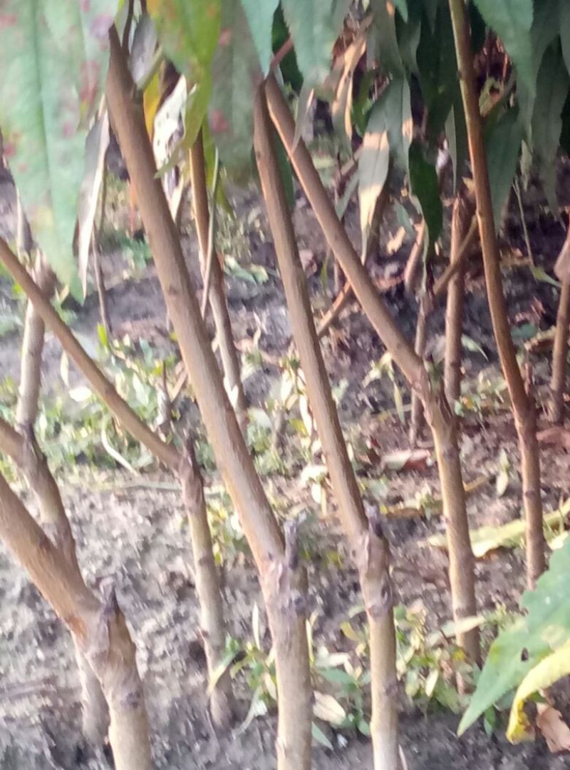 沙红桃树苗80cm以上园圃苗秋彤桃树苗，齐鲁巨红桃树