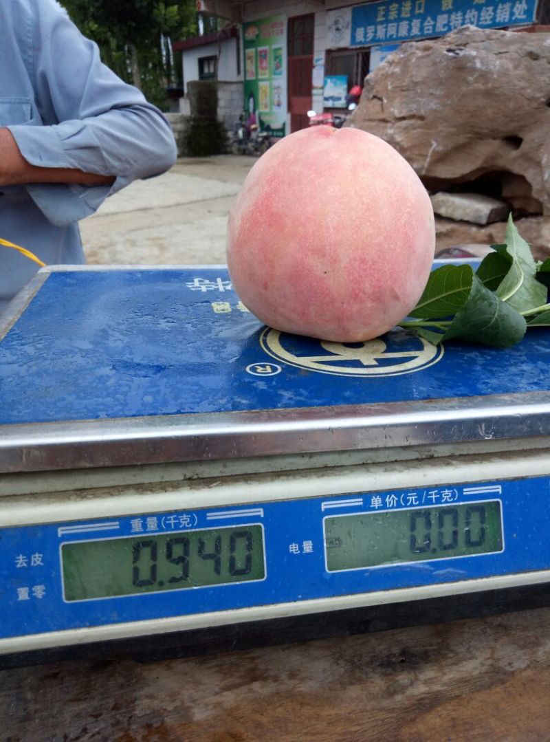 沙红桃树苗80cm以上园圃苗秋彤桃树苗，齐鲁巨红桃树