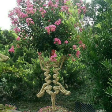 红花紫薇2~3米8~10cm3~3.5米