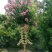 红花紫薇2~3米8~10cm3~3.5米