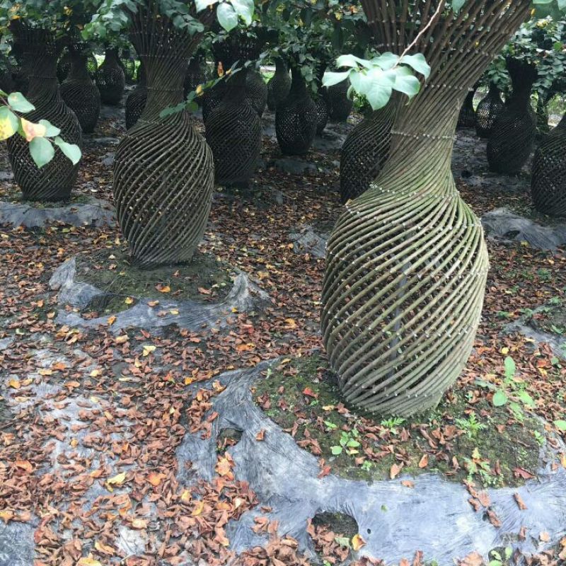红花紫薇2~3米8~10cm3~3.5米