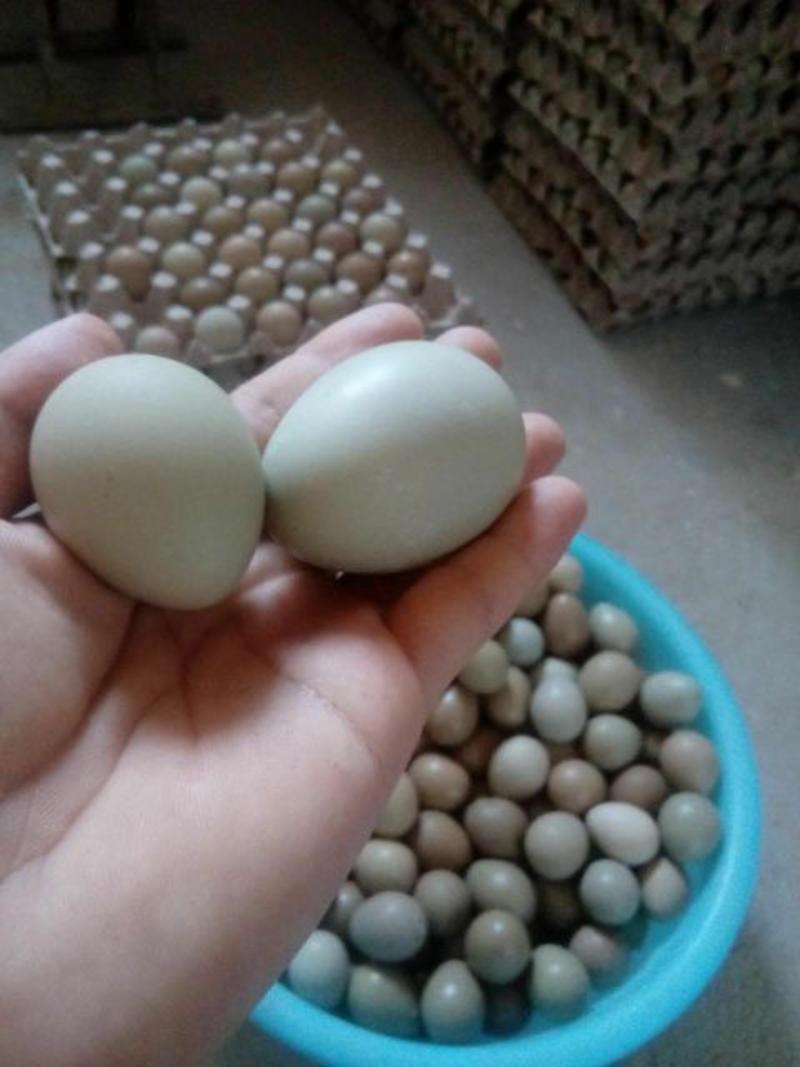 野鸡蛋批发零售七彩野鸡蛋，
