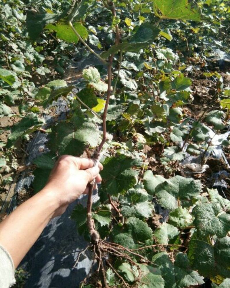 葡萄苗30cm以下1年，品种全，支持线上保障交易