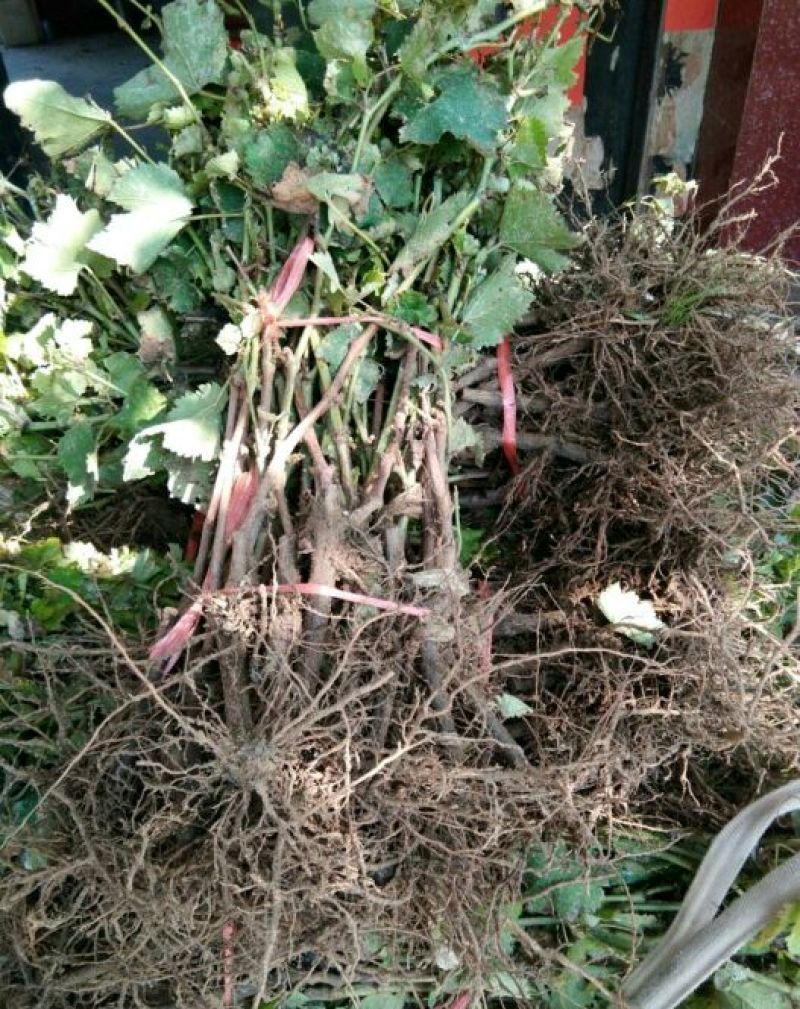 葡萄苗30cm以下1年，品种全，支持线上保障交易