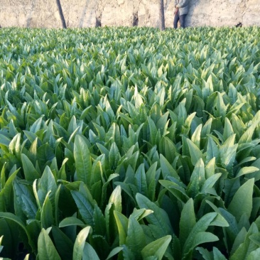 油麦菜30~35厘米以上