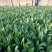 油麦菜30~35厘米以上