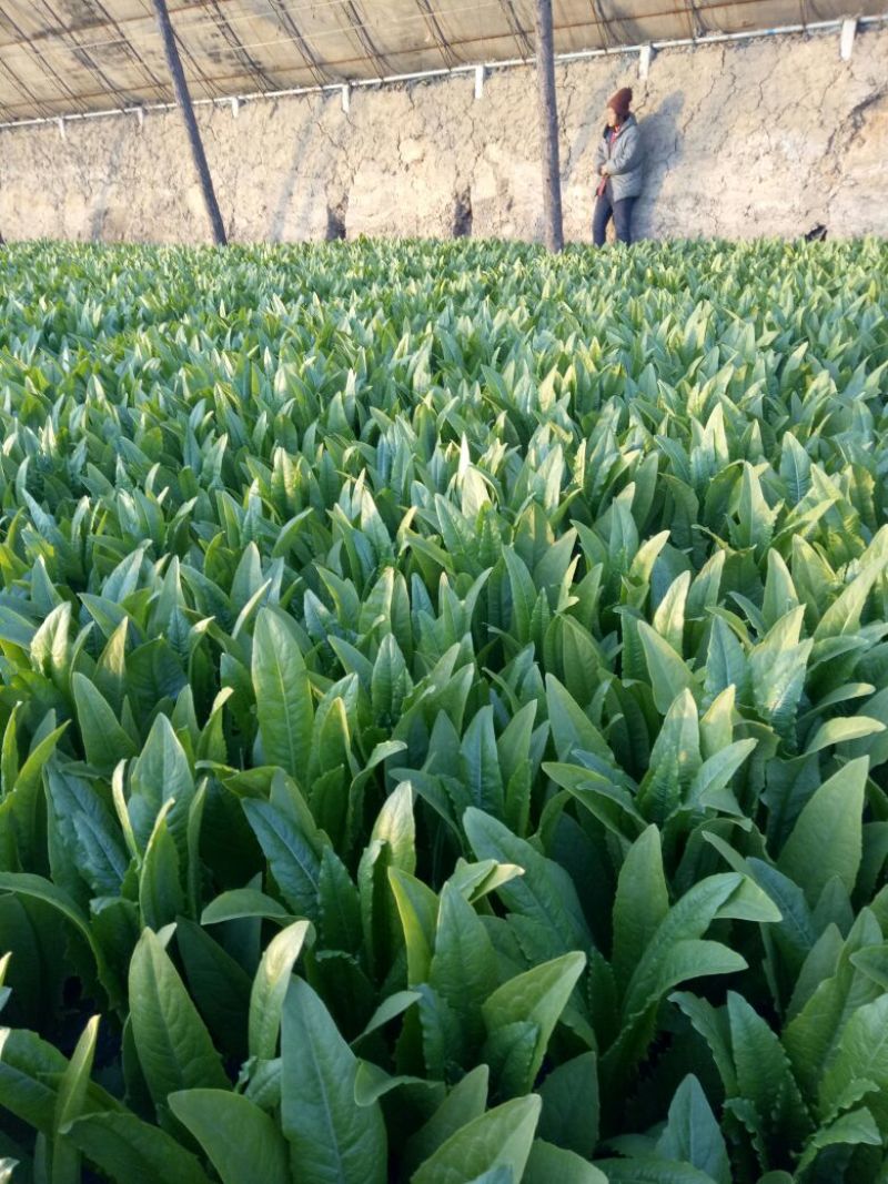 油麦菜30~35厘米以上