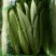 油麦菜30~35厘米以上