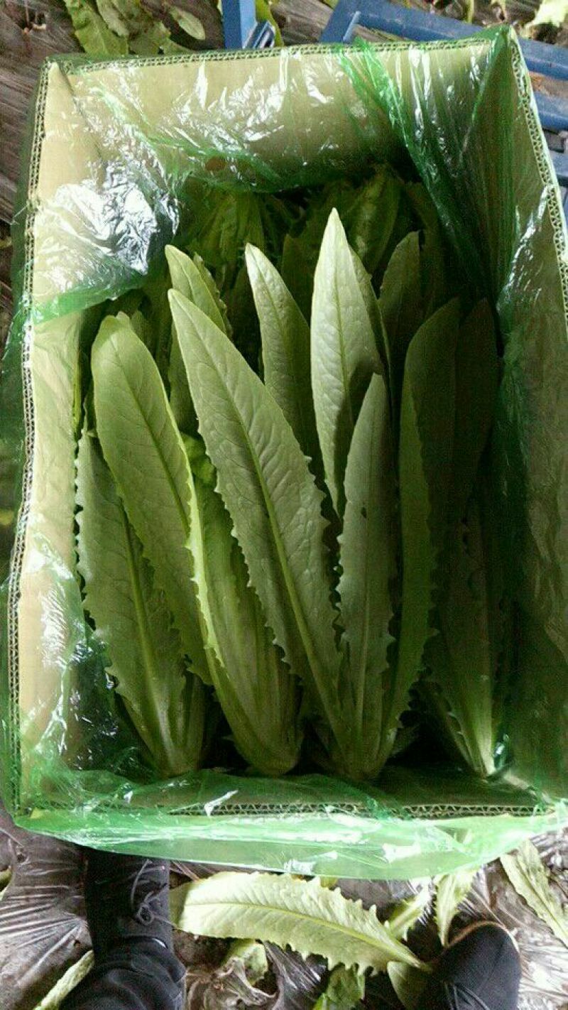 油麦菜30~35厘米以上
