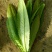 油麦菜30~35厘米以上
