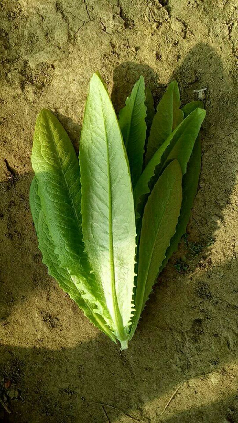油麦菜30~35厘米以上
