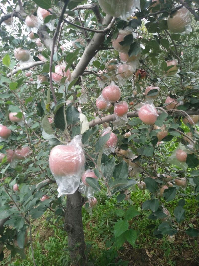 红富士苹果75mm以上膜袋