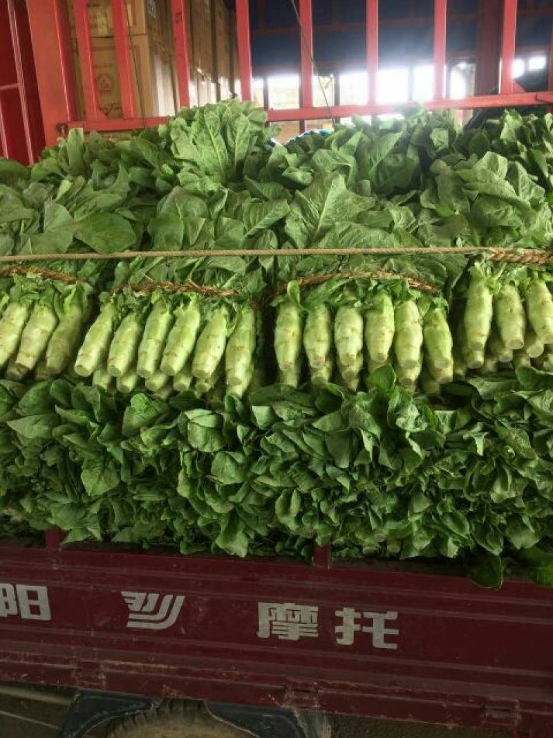 【实力发货】三青皮莴笋莴笋产地发货供市场超市质量好欢迎来电