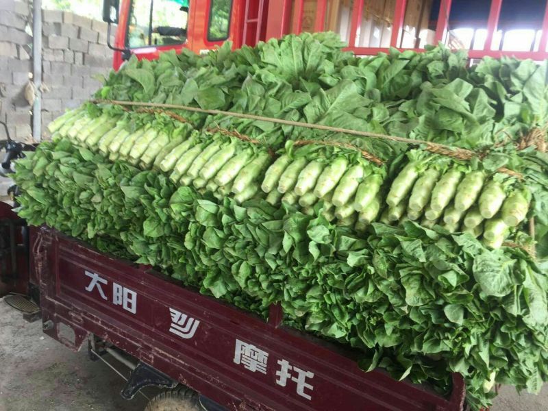 【实力发货】三青皮莴笋莴笋产地发货供市场超市质量好欢迎来电