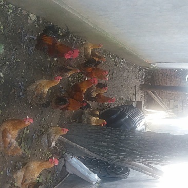 青脚土鸡苗35~45克出壳苗雄