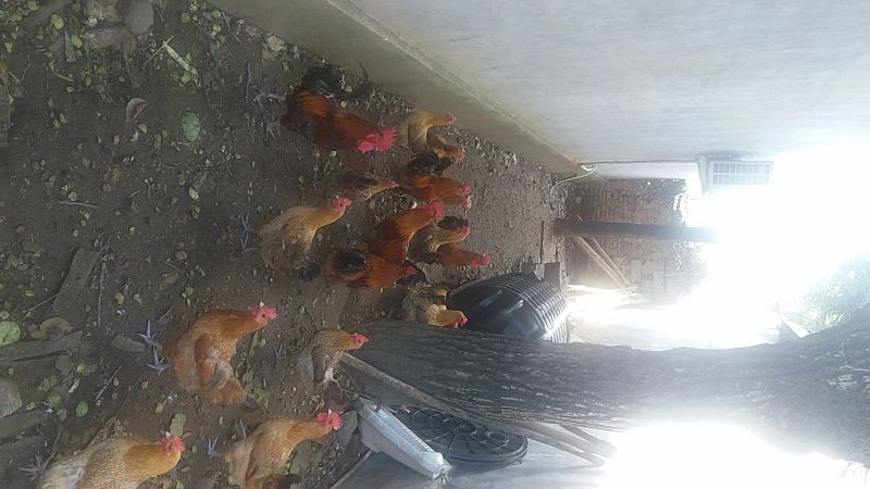 青脚土鸡苗35~45克出壳苗雄