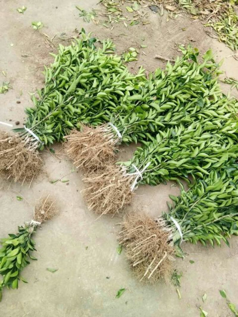 不知火柑橘苗沙糖桔