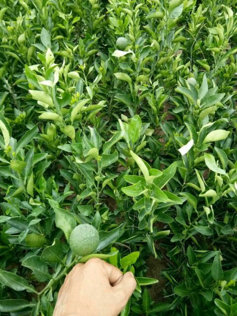 不知火柑橘苗沙糖桔