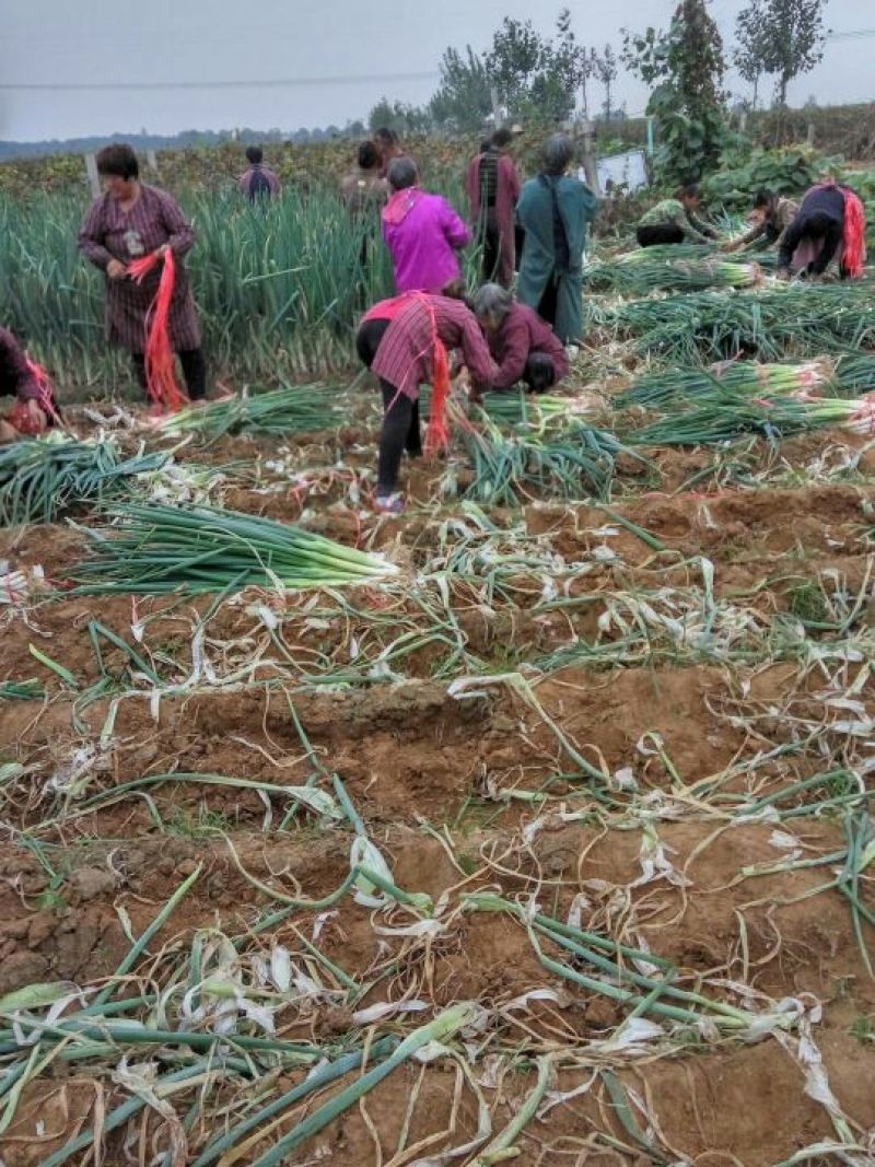 长白大葱净葱3cm左右30~40cm河北大葱