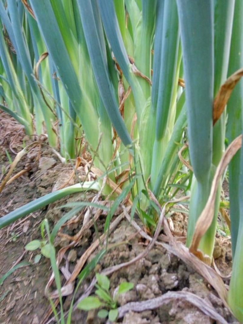 长白大葱净葱3cm左右30~40cm河北大葱