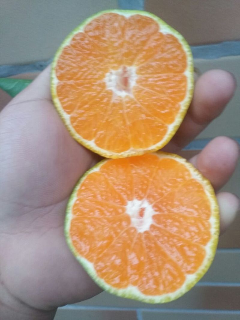 柑桔5~5.5cm可视频看货，产地直发，一手货源