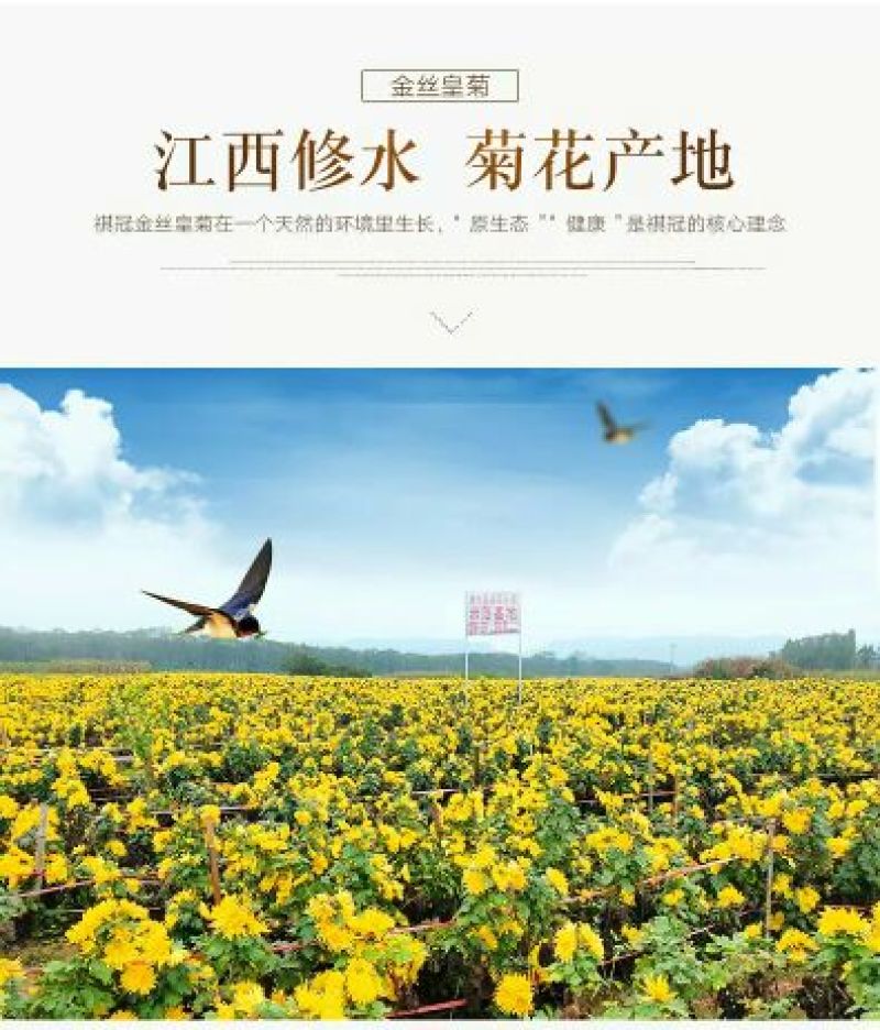 金丝皇菊茶买十盒送一盒