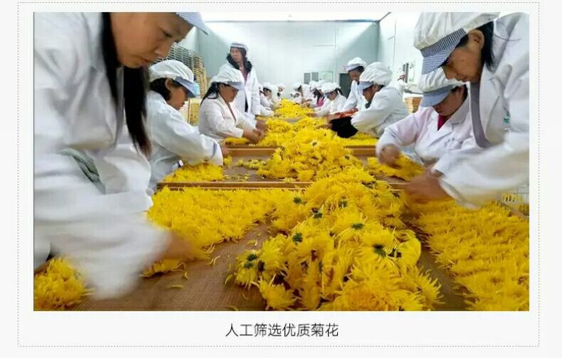 金丝皇菊茶买十盒送一盒