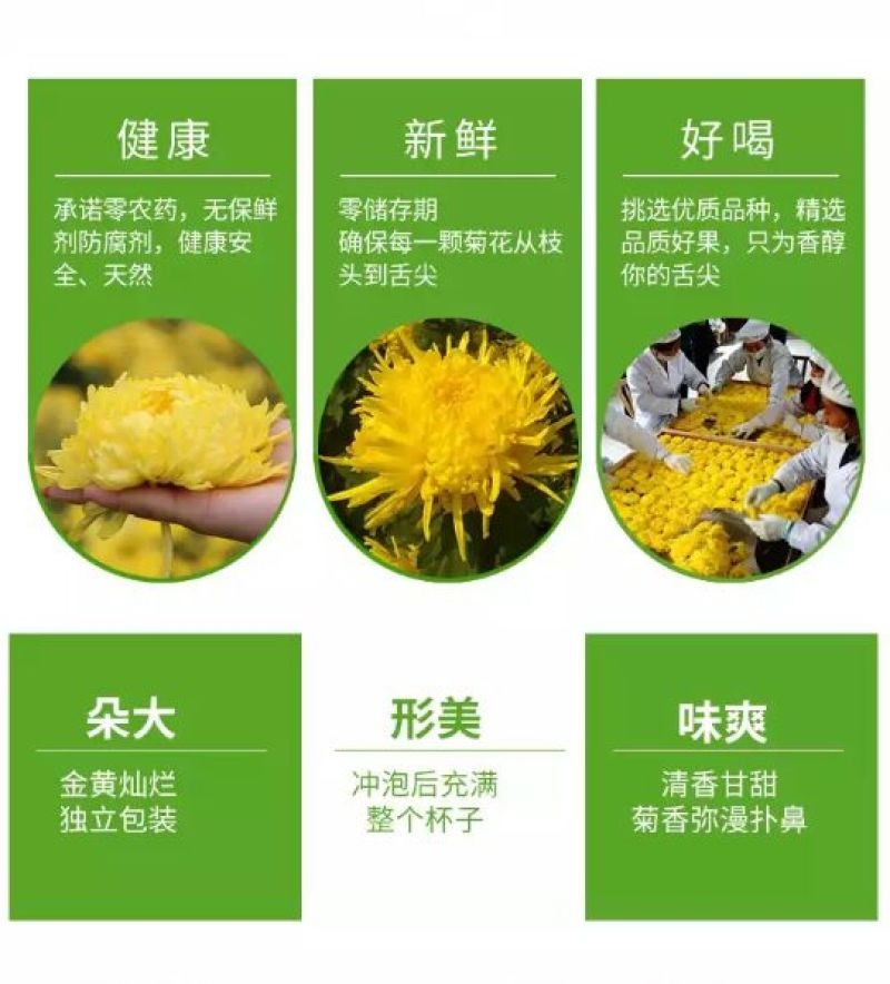金丝皇菊茶买十盒送一盒