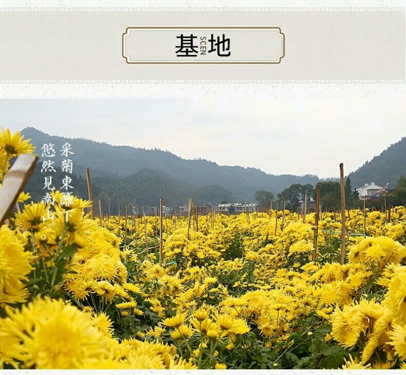 金丝皇菊茶一级