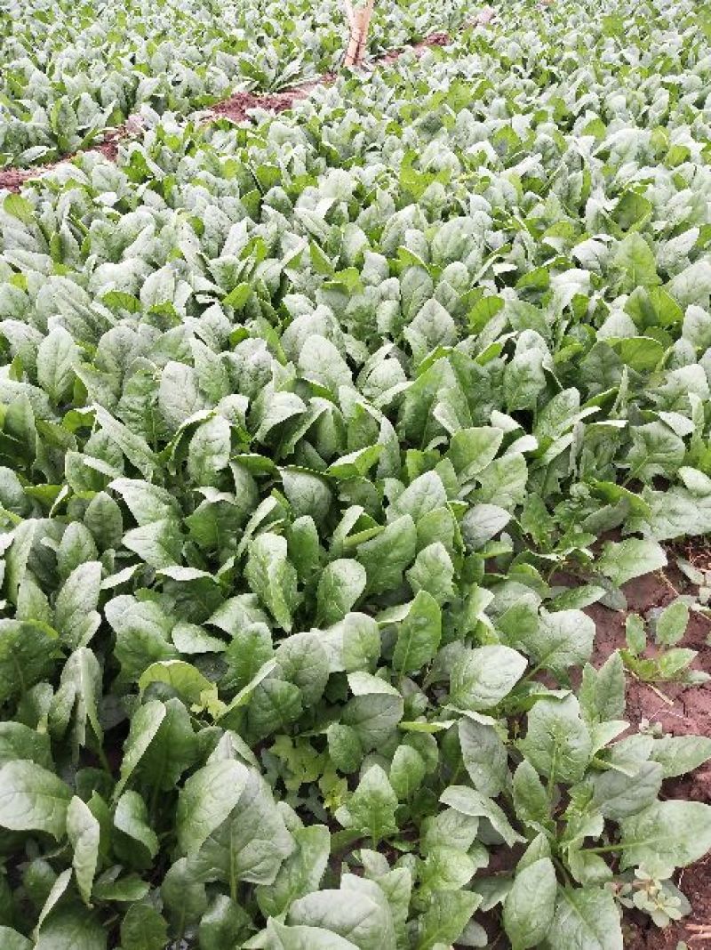 菠菜15~20厘米现货现发新鲜发货常年供应价格优惠批发