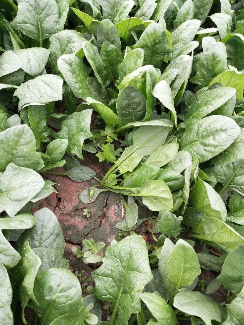 菠菜15~20厘米现货现发新鲜发货常年供应价格优惠批发