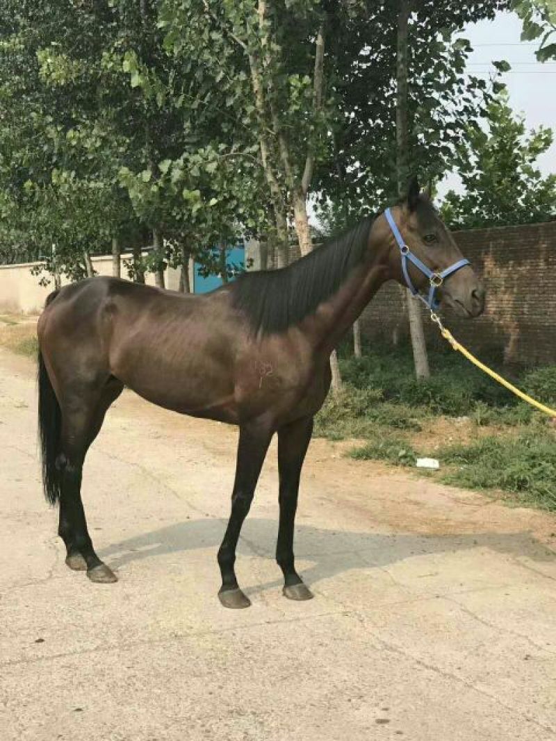 半血马纯血马价格哪有养马场景区骑乘马价格个人骑乘大马价格