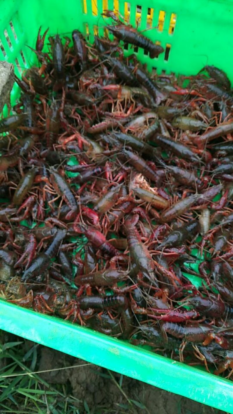 龙虾苗人工养殖食用