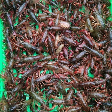 龙虾苗人工养殖食用