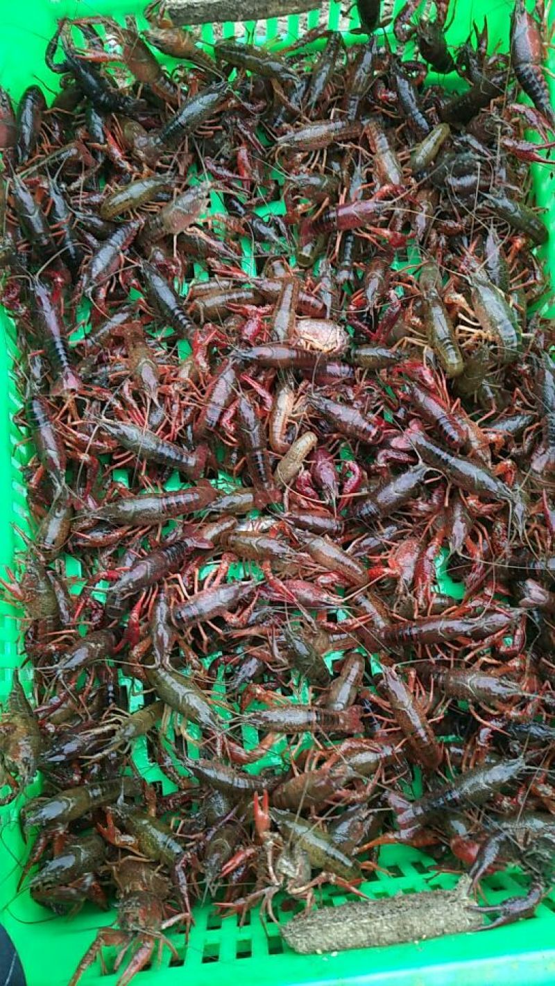 龙虾苗人工养殖食用